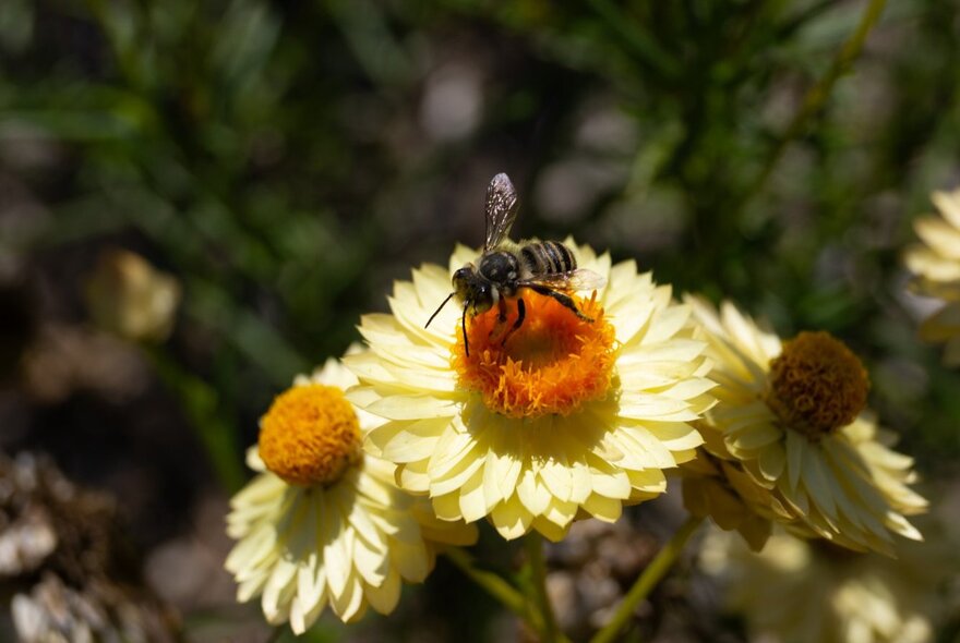 A close up photograph of a bee resting on a yellow paper daisy with a bright orange centre.