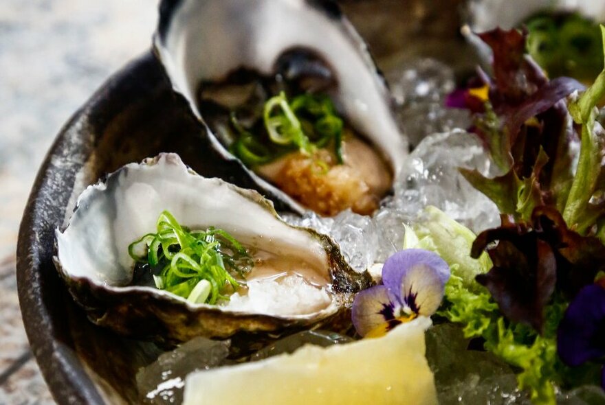 Oysters in their shells and a wedge of lemon.