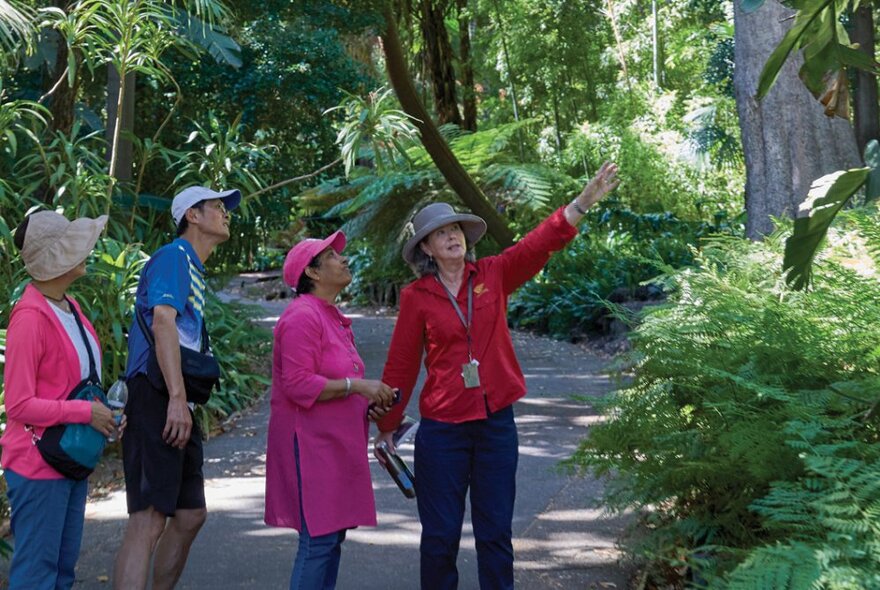 A group of people on a guided walk of the Royal Botanic Gardens, with the tour guide pointing at plant specimen.