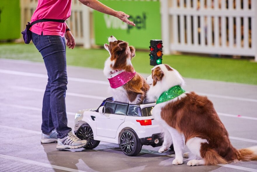 Two border collie dogs doing tricks for their trainer, one of them sitting in a toy car.