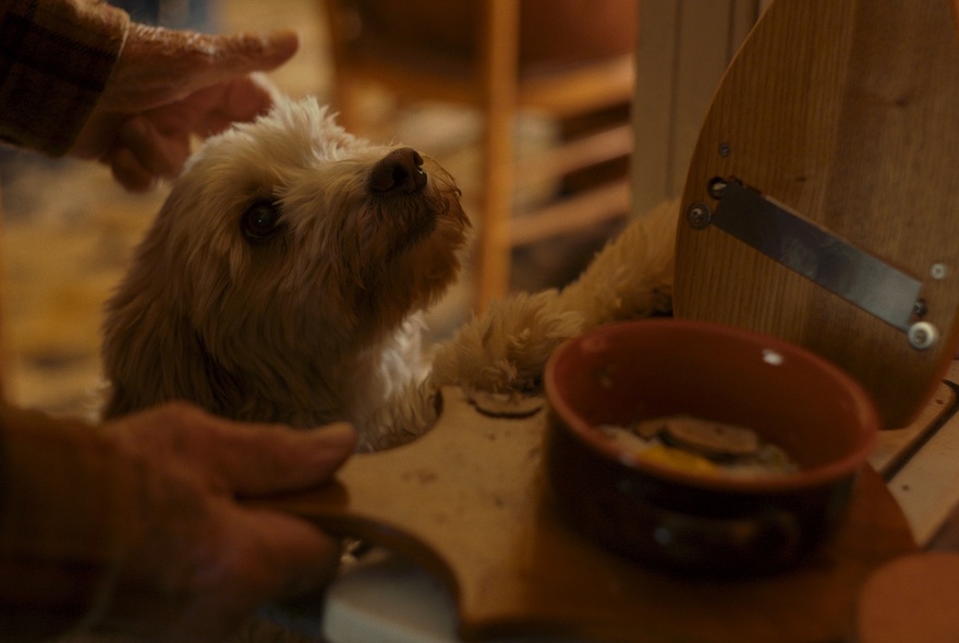 A still image from a film showing a small white dog begging for food from its owner.