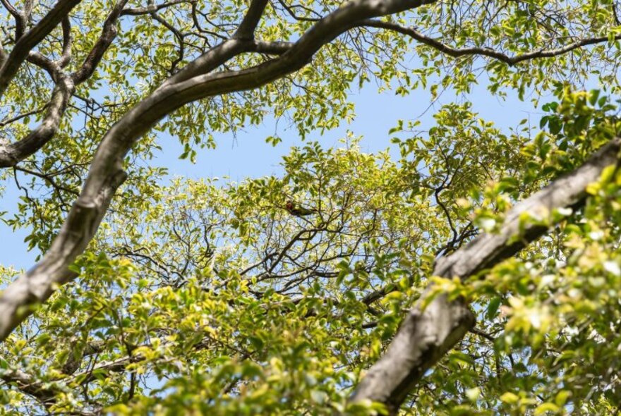 Looking from the ground up in the high branches of tree. 