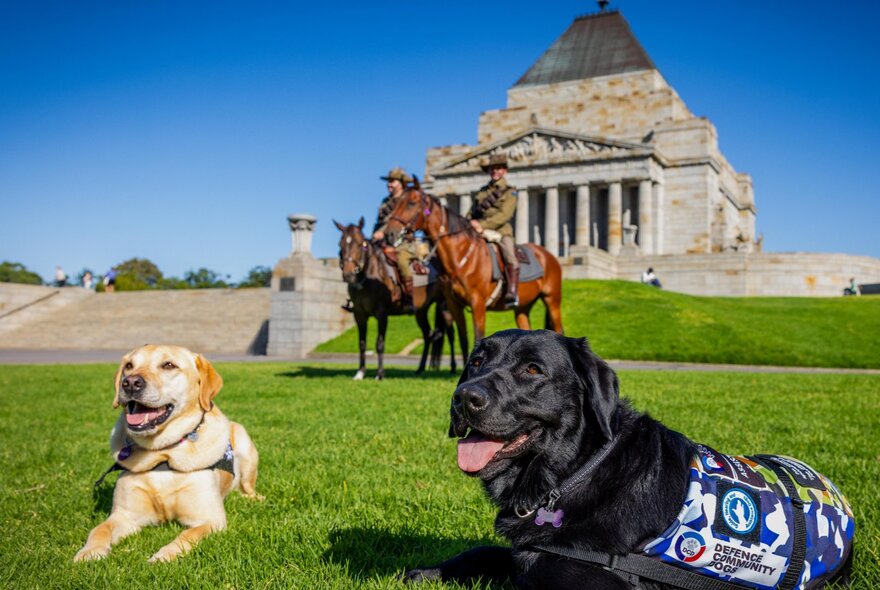Two labradors on the lawn of the Shrine of Remembrance, two mounted soldiers in the background. 