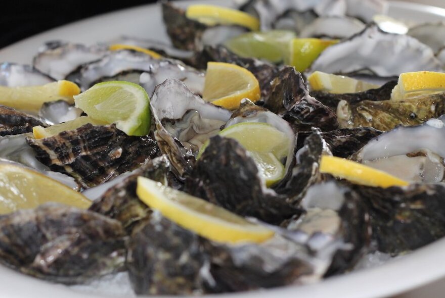 A plate full of oysters, topped with lemon and lime slices.