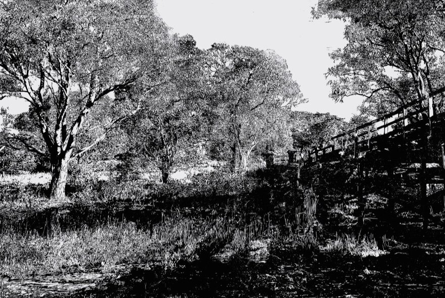 A linoprint of a wooden bridge crossing a gully beside large trees.