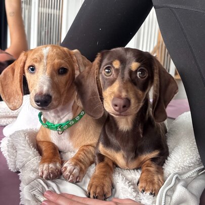 Two smooth-haired dachshund puppies sit together at a puppy yoga session, with people in yoga poses in the background.
