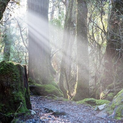 Biodiversity and Triage: Making Tough Conservation Decisions