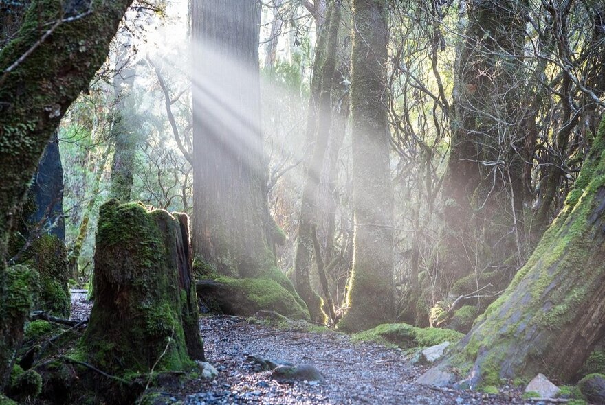 Sunlight streaming through tree trunks in a forest.