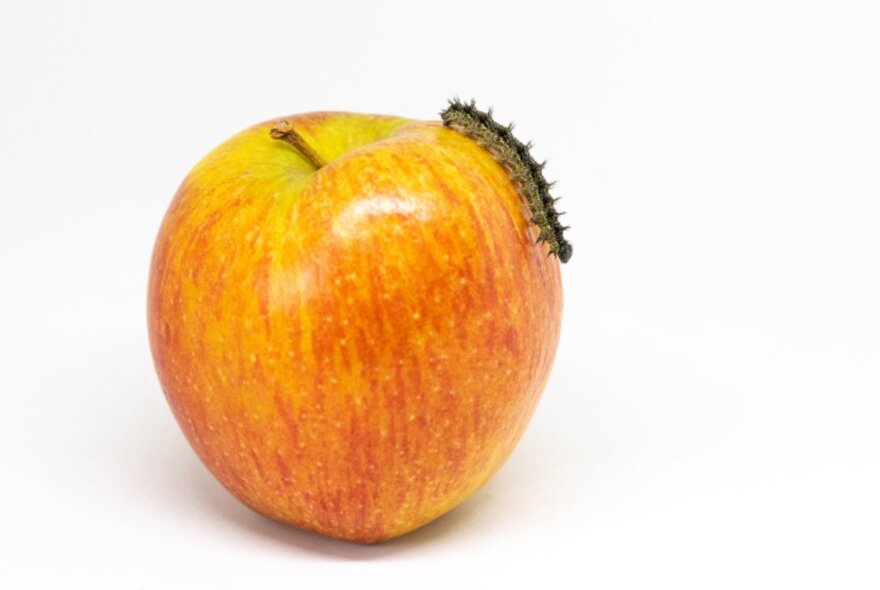 A black caterpillar crawling down an apple. 