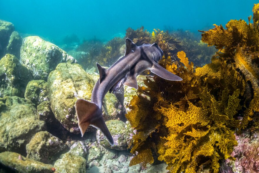 An underwater scene showing a port jackson shark swimming past seaweed and rocks.