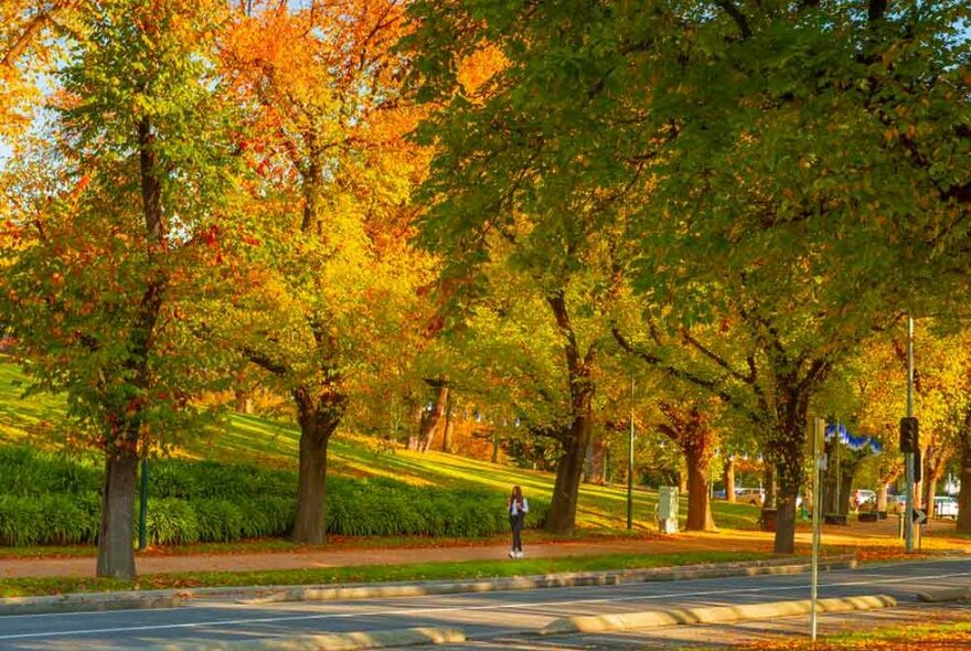 A person walking down a path beside a park with large autumnal trees.