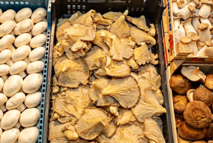 Boxes of different types of mushrooms. 