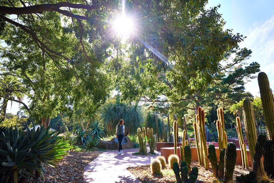 A woman is walking through a cactus garden. The sun is shining through the trees.