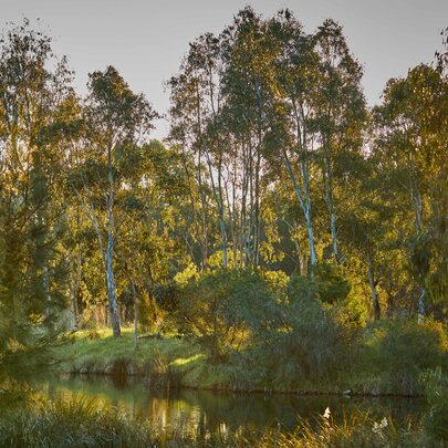 Westgate Park BioBlitz