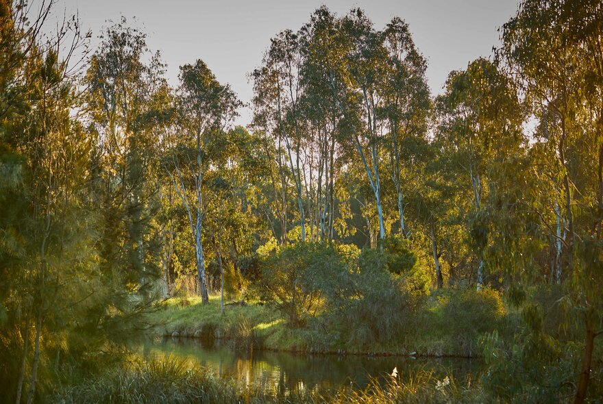 A tranquil natural landscape showcasing a body of water surrounded by trees.