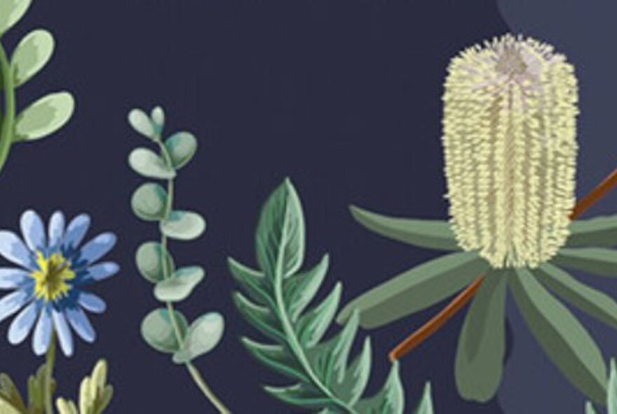 Drawing of blue flower, banksia and foliage.
