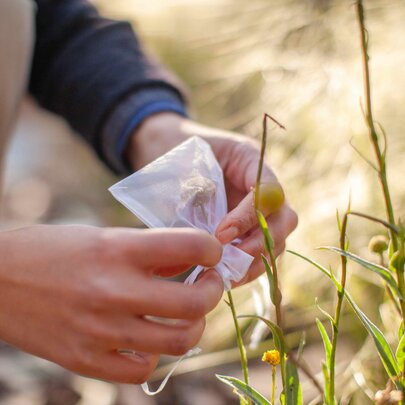 Hands placing a cover over a plant.