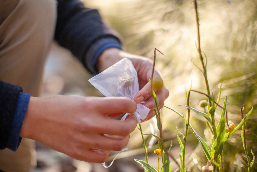 Hands placing a cover over a plant.