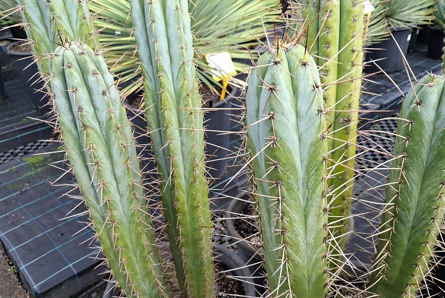 Tall spiky cactus in pots for sale.