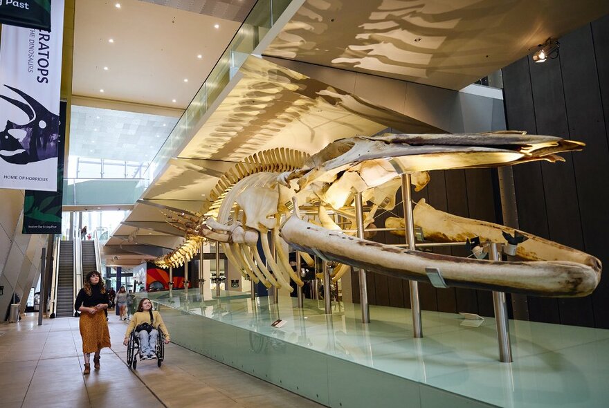 Two women walking past a giant dinosaur skeleton in a museum. One is using a wheelchair.