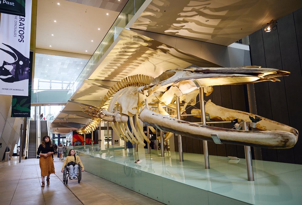Two women walking past a giant dinosaur skeleton in a museum. One is using a wheelchair.
