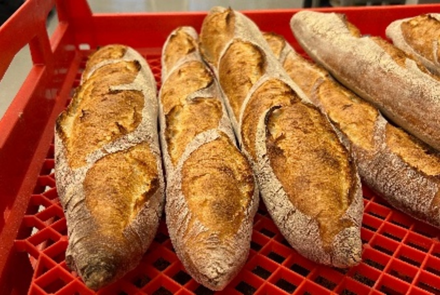 A tray of French style crusty sourdough baguettes.