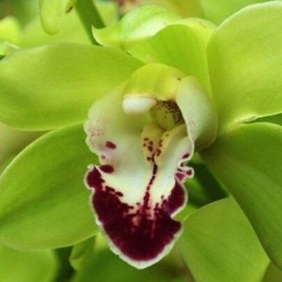 Talking Plants: Cymbidium Orchids