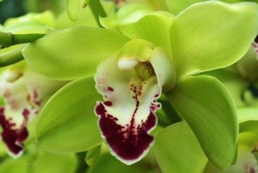 Detail of a white and purple spotted orchid.