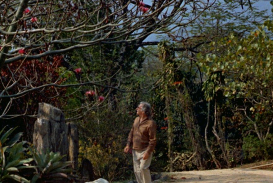 A man walking in a garden, looking up towards a large tree to the left.