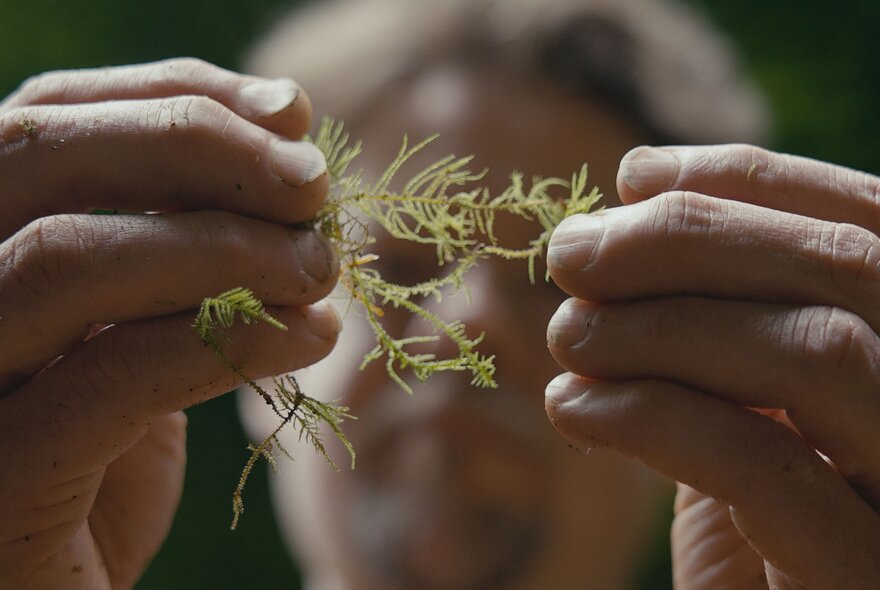 A man looking at a small branch of a plant with the branch in clear focus and his face behind it blurred. 