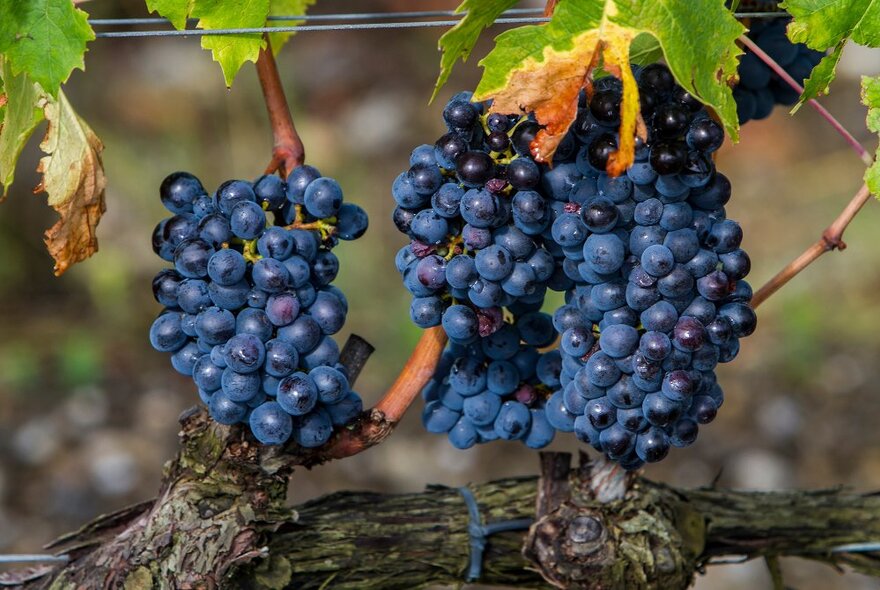 A close up of blue colloured grapes hanging from a vine
