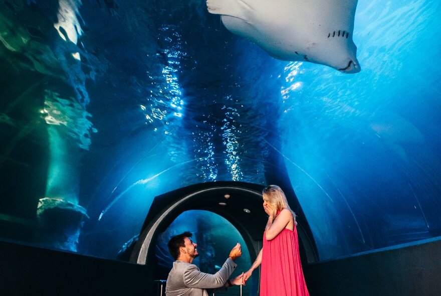 A man proposing to a woman under a perspex tunnel in an aquarium while a manta ray swims overhead.