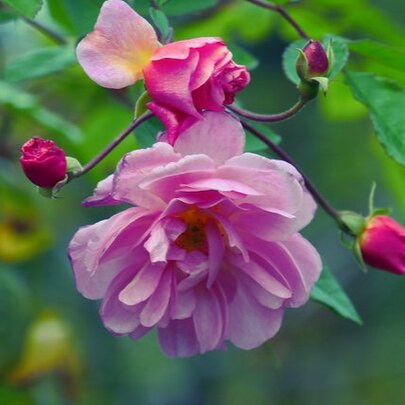 Roaming Nature Journaling Workshop in the Rose Garden