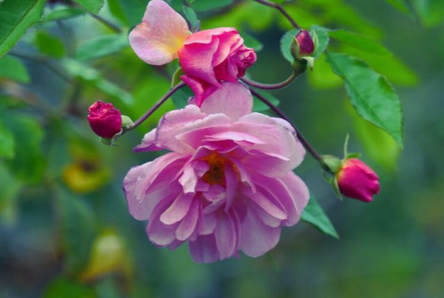 Close up of a pink rose in full bloom in a garden.