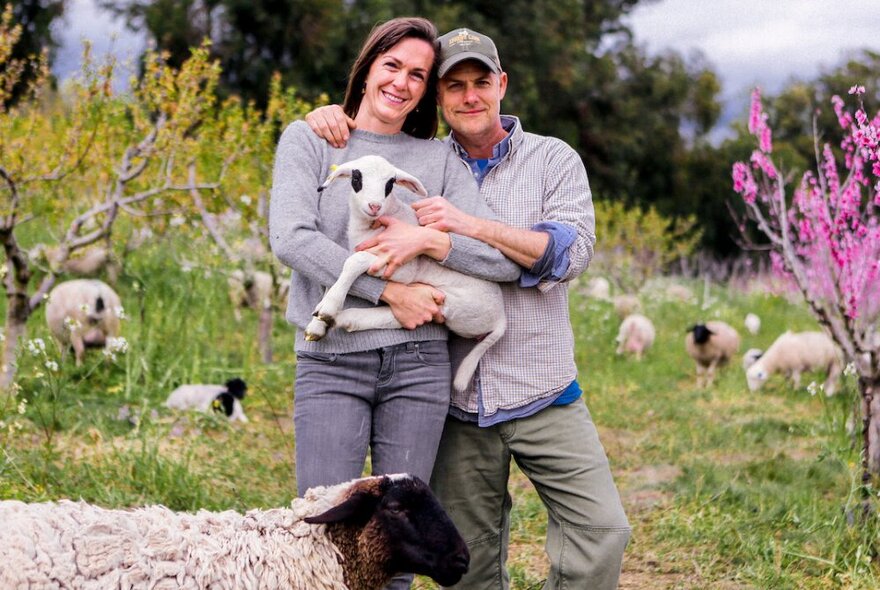 A couple posing with a lamb, in a pasture with other sheep and flowering trees.