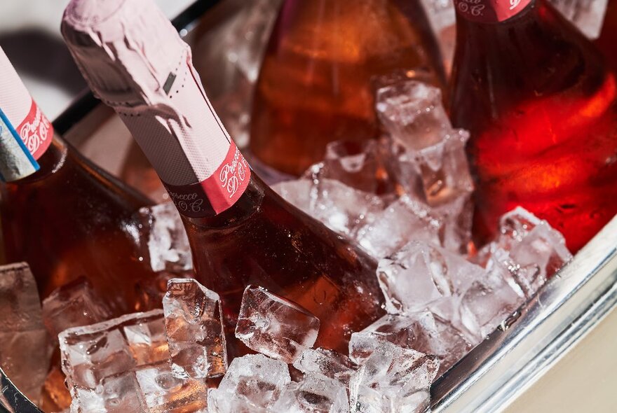 Bottles of Prosecco in a large bucket of ice.