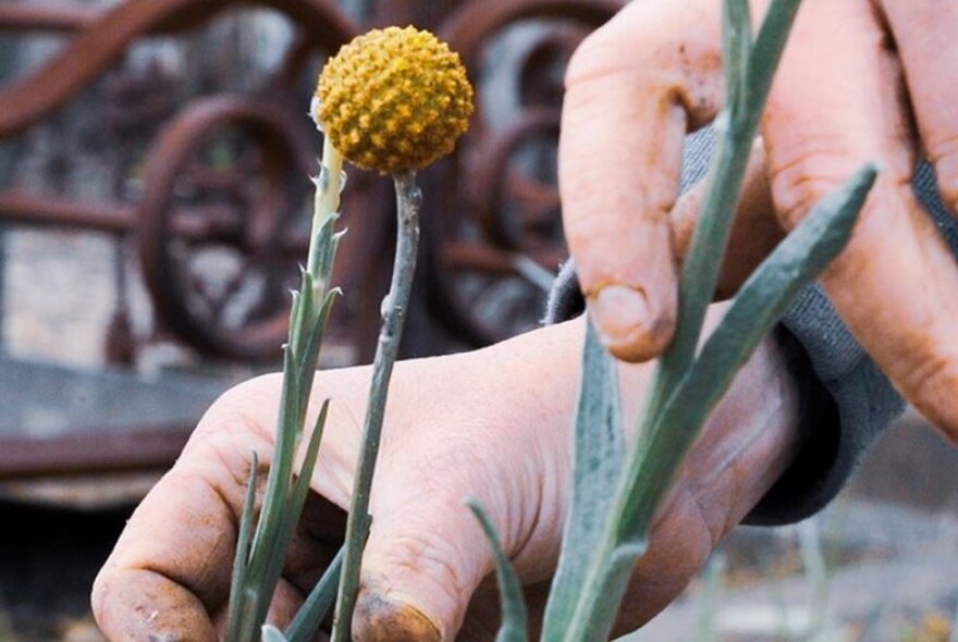 Close up of hands gardening and a yellow round flower. 