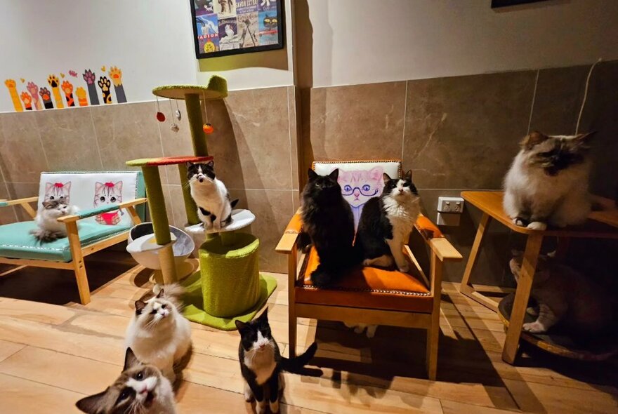 A room with a wooden floor, armchairs and cat climbing equipment, with several cats seated on these items.