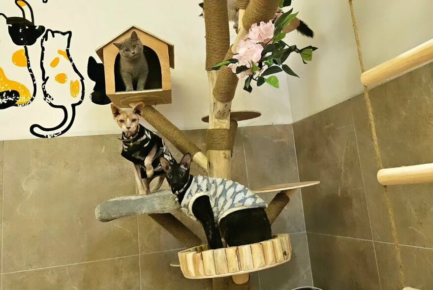 Several cats seated at a large cat indoor climbing tree in the corner of a room, some resting on small, carpeted platforms and one seated inside a small cat kennel.