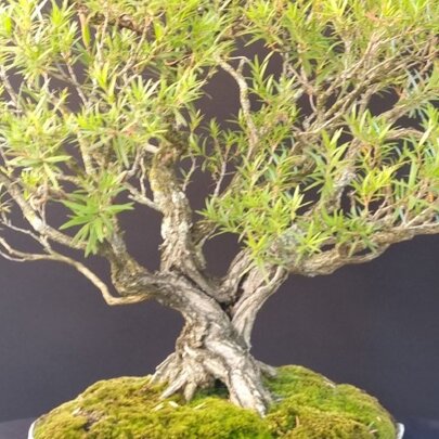 Australian Bonsai Workshop