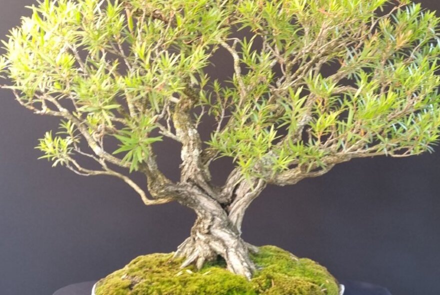 A small bonsai tree in a shallow pot, against a dark background.