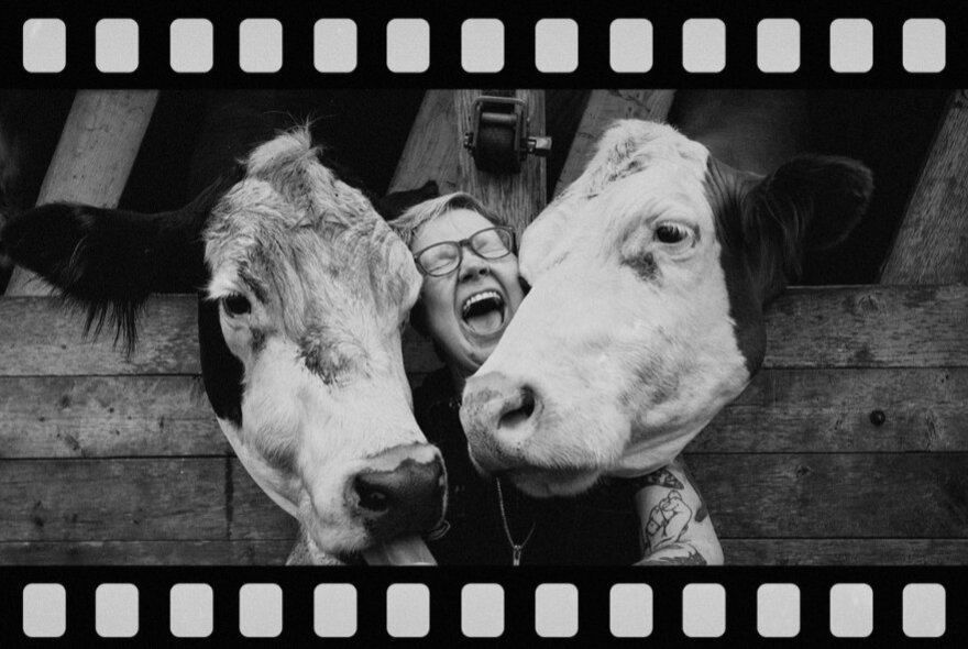 A person laughing with her head in between the heads of two cows.