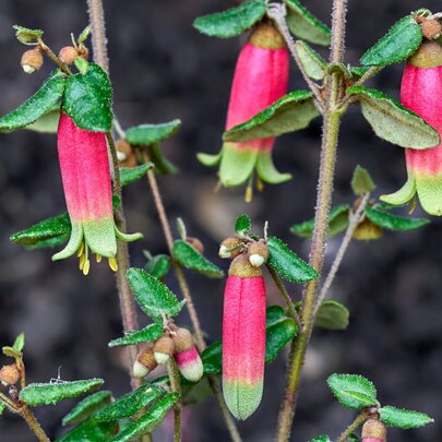 Melbourne Friends Plant Sale