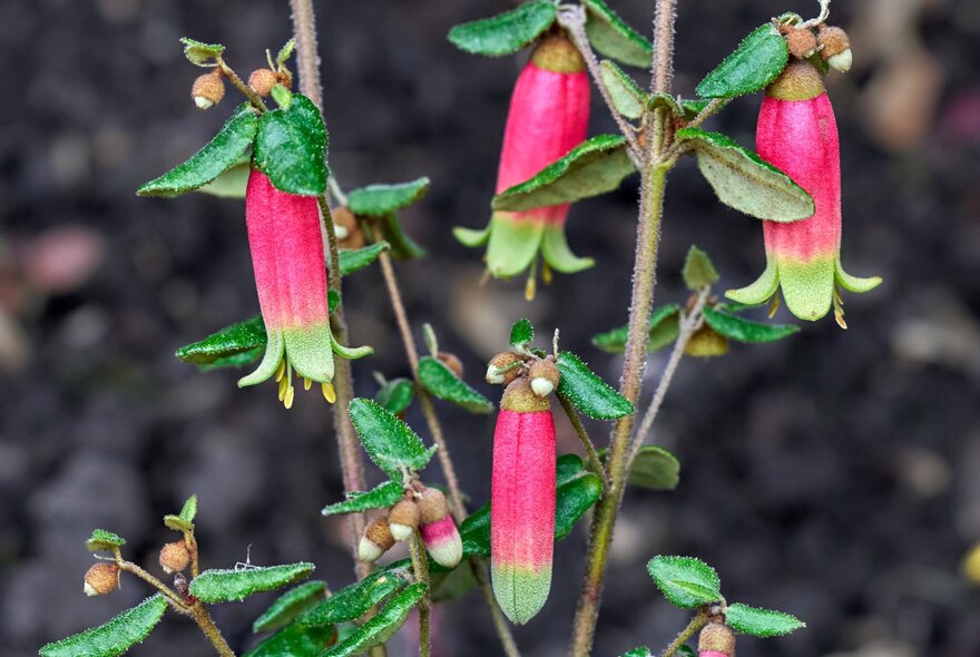 Red and green native correa flowers.