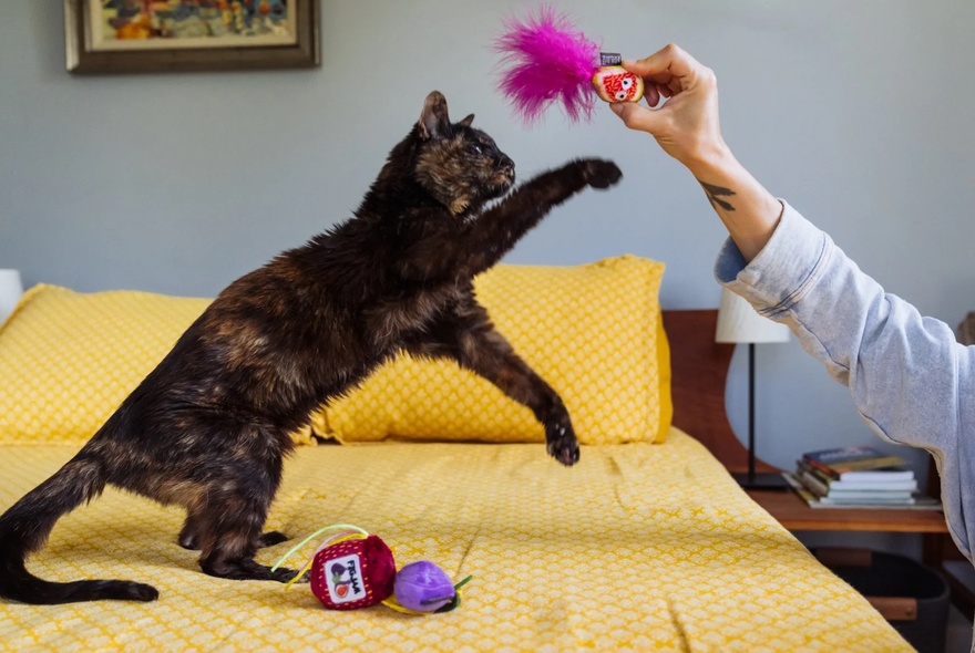 A tortoiseshell cat playing with a human arm holding a deep pink feather toy, on a yellow bed. 