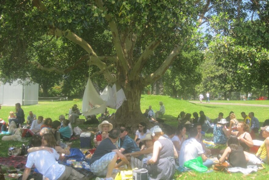 Large group of people sitting around in smaller groups around picnic rugs under the shade of a large tree in a park setting. 