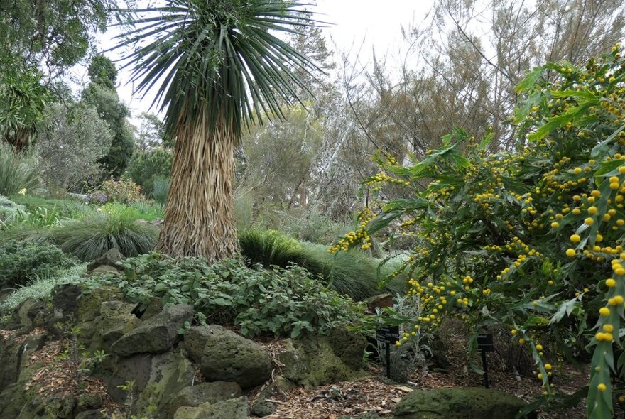 A thick group of trees and undergrowth at the Royal Botanic Gardens Melbourne.