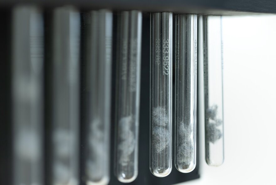 A collection of test tubes on display with small amounts of fluff inside each one.