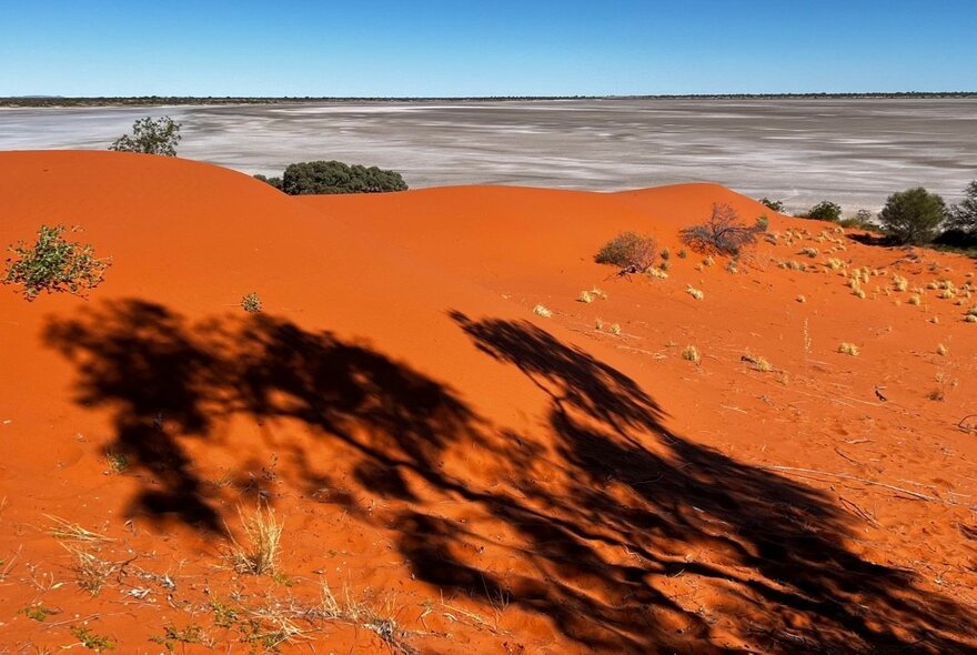 A red earthed landscape image with the shadow of a tree. 