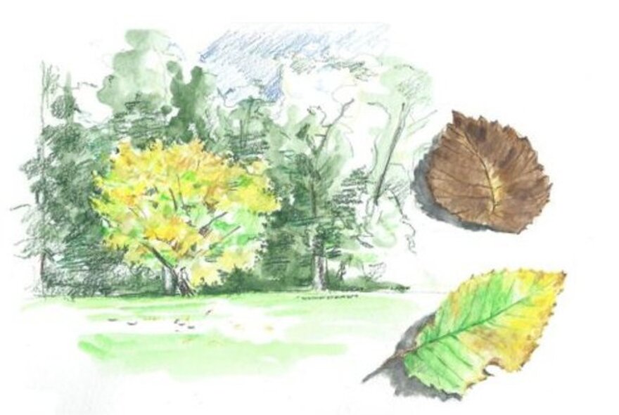 A watercolour sketch of trees and individual studies of two autumn leaves, in the margins on white paper.